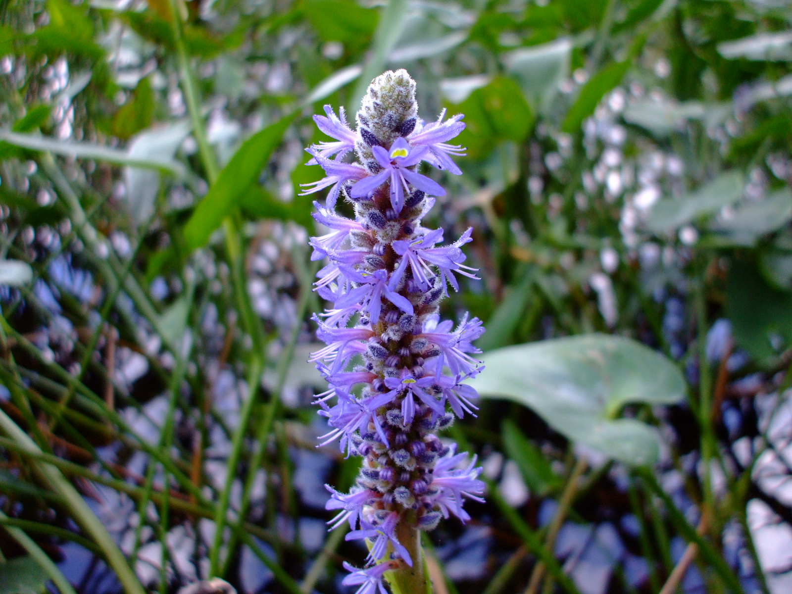 Pontederia cordata